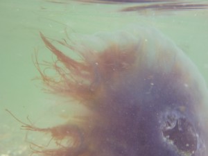 5 Ways Humans Are Like Jellyfish
